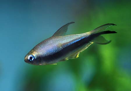 Nematobrycon palmeri male