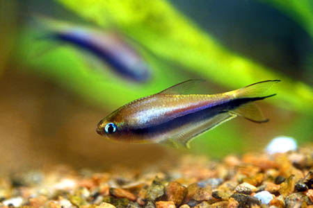 Nematobrycon palmeri male