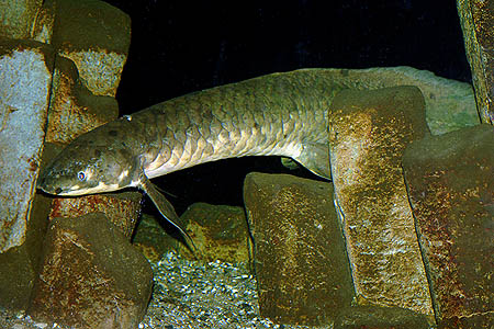 Neoceratodus forsteri