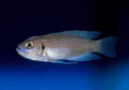 Neolamprologus brevis