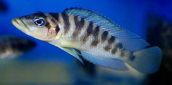 Neolamprologus fasciatus