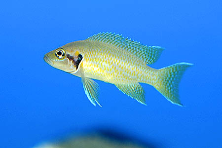 Neolamprologus helianthus juvenile