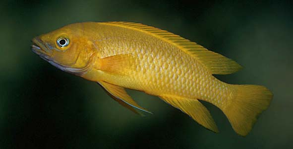 Neolamprologus leleupi adult