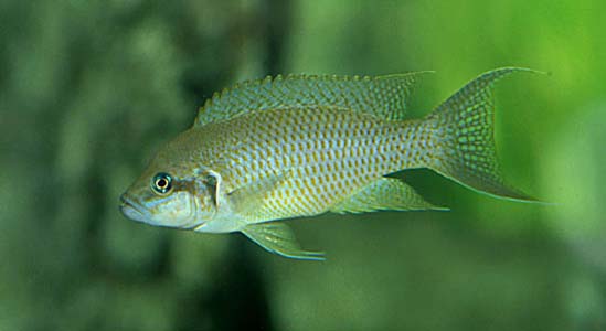 Neolamprologus olivaceous