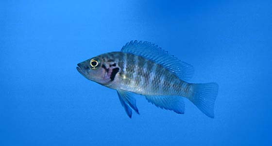 Neolamprologus savoryi
