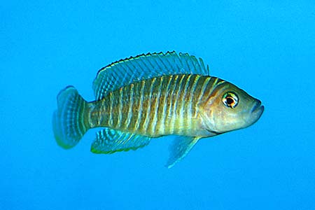 Neolamprologus similis