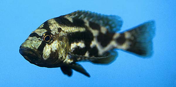 Nimbochromis livingstonii