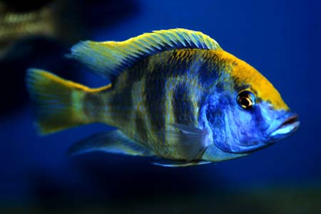 Nimbochromis venustus adult male