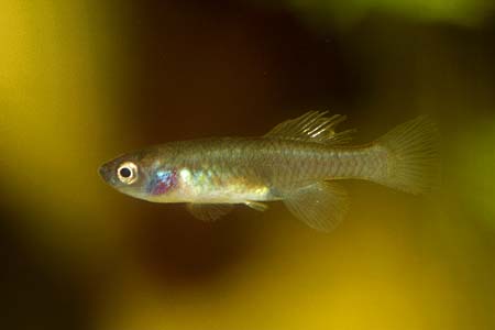 Nothobranchius guentheri female