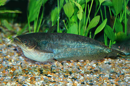 Butter Catfish (Ompok bimaculatus)