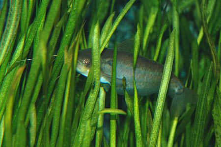 Butter Catfish (Ompok bimaculatus)