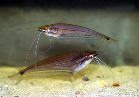 Borneo Glass Catfish (Ompok eugeneiatus)