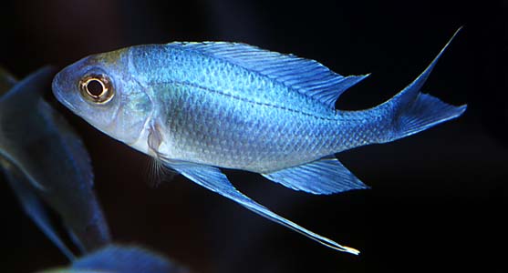 Ophthalmotilapia ventralis male