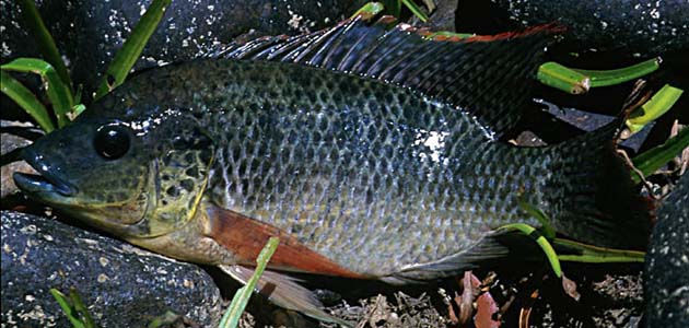 Oreochromis mossambicus wild form