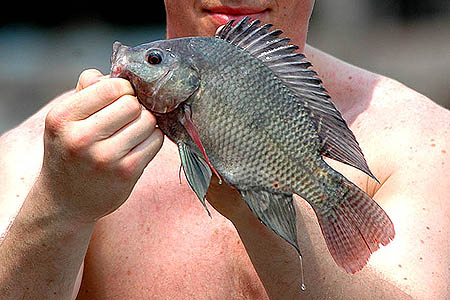 Oreochromis niloticus niloticus juvenile