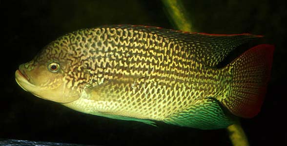 Oreochromis tanganicae adult male