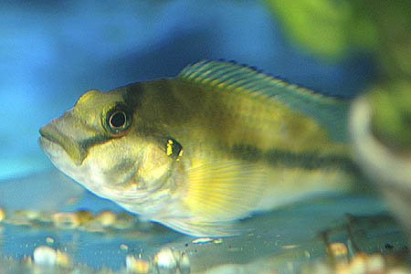 Orthochromis stormsi