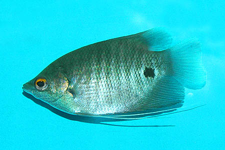 Subadult specimen.