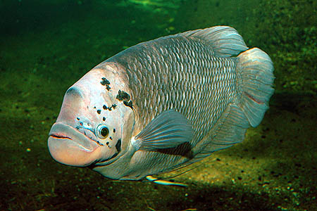 Osphronemus goramy wild form adult