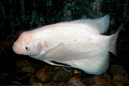 Osphronemus goramy pink form adult
