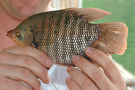 Osphronemus goramy wild form juvenile