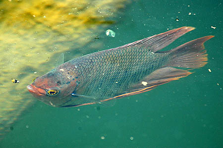 Osphronemus goramy wild form juvenile