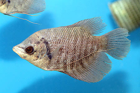 Osphronemus goramy wild form juvenile