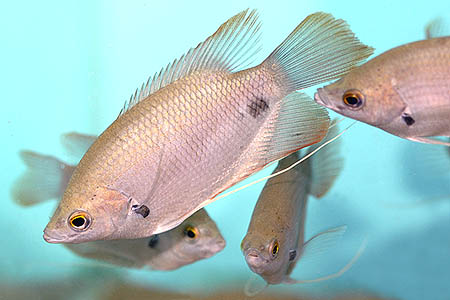 Osphronemus laticlavius juveniles