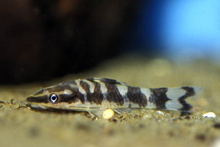 Zebra Otocinclus (Otocinclus cocama)