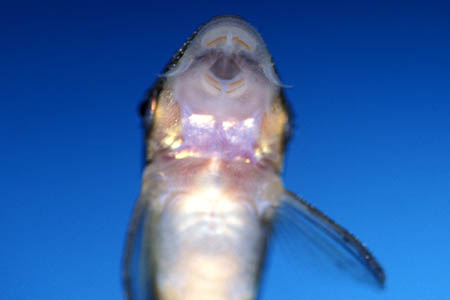 Zebra Otocinclus (Otocinclus cocama)