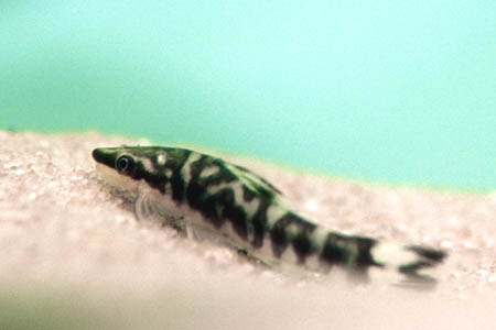 Zebra Otocinclus (Otocinclus cocama)