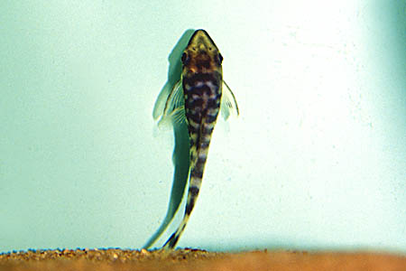 Zebra Otocinclus (Otocinclus cocama)