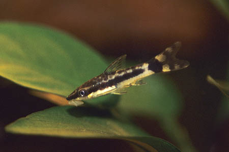 Oto (Otocinclus macrospilus)