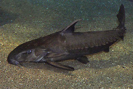 Ripsaw Catfish (Oxydoras niger)