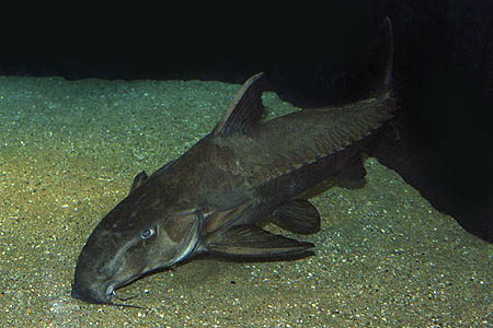 Ripsaw Catfish (Oxydoras niger)