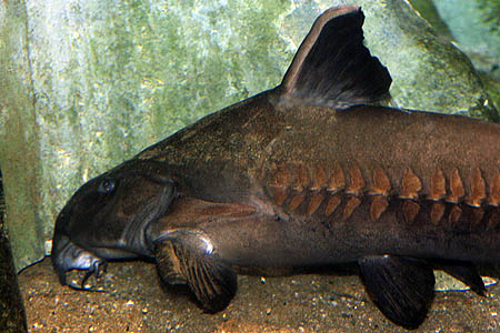 Ripsaw Catfish (Oxydoras niger)