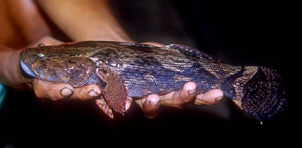 Oxyeleotris marmorata