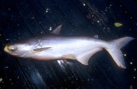 Giant Mekong Catifish (Pangasianodon gigas)