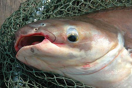 Iridescent Shark Catfish (Pangasius hypophthalmus)