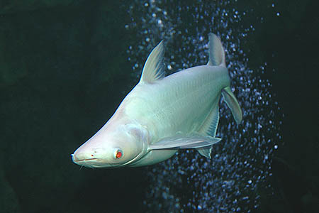 Iridescent Shark Catfish (Pangasius hypophthalmus)
