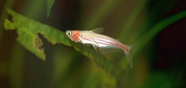 Iridescent Shark Catfish (Pangasius hypophthalmus)