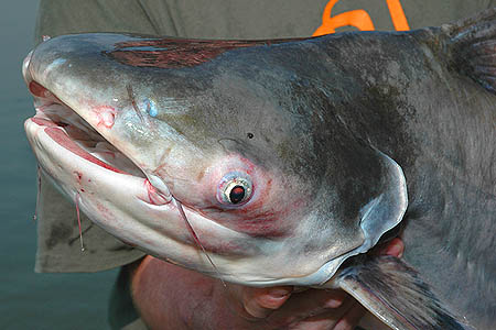 Paroon Shark (Pangasius sanitwongsei)