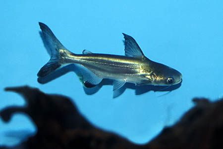 Paroon Shark (Pangasius sanitwongsei)