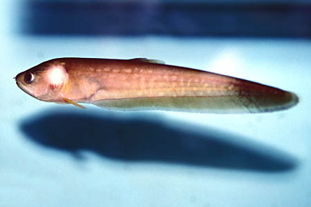 Papyroranus afer juvenile