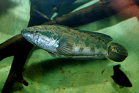 Parachanna obscura adult