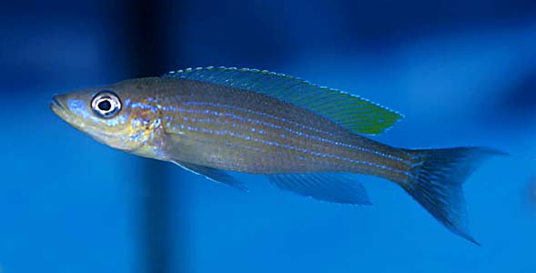 Paracyprichromis brieni