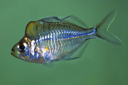 Parambassis pulcinella