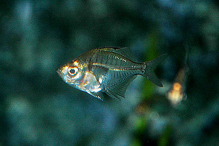 Parambassis siamensis