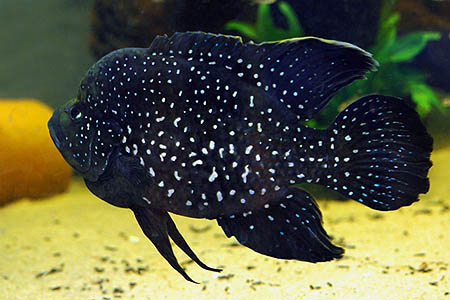 Paratilapia polleni