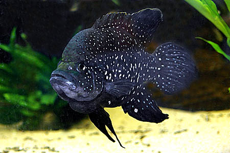 Paratilapia polleni
